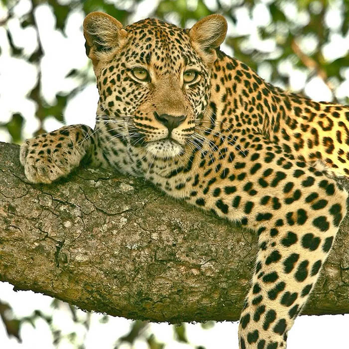 Afrovista Expeditions Image - Safari Masai Mara - tour image 4