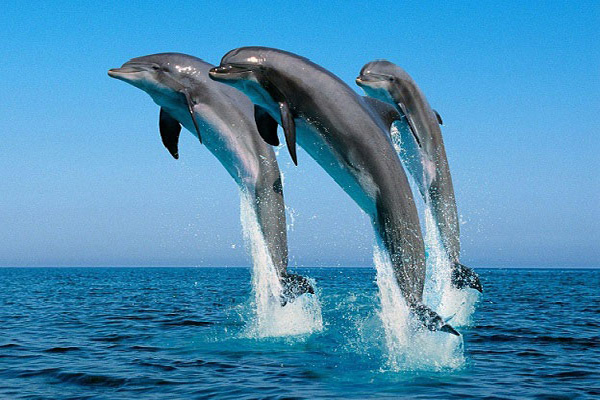 Afrovista Expedition - kenya Safari - Massai Mara - Lake Nakuru Park - Amboselli - Lake Naivasha Park dolphin watching