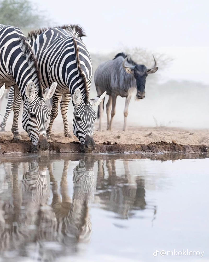 Afrovista Expedition - kenya Safari - Massai Mara - Lake Nakuru Park - Amboselli - Lake Naivasha Park - gallery-3