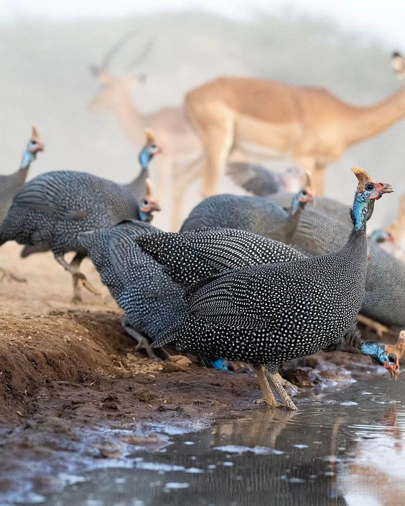 Afrovista Expedition - kenya Safari - Massai Mara - Lake Nakuru Park - Amboselli - Lake Naivasha Park - gallery-5